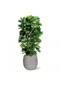 Pianta artificiale a colonna Schefflera 120cm