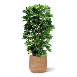 Pianta artificiale a colonna Schefflera 120cm