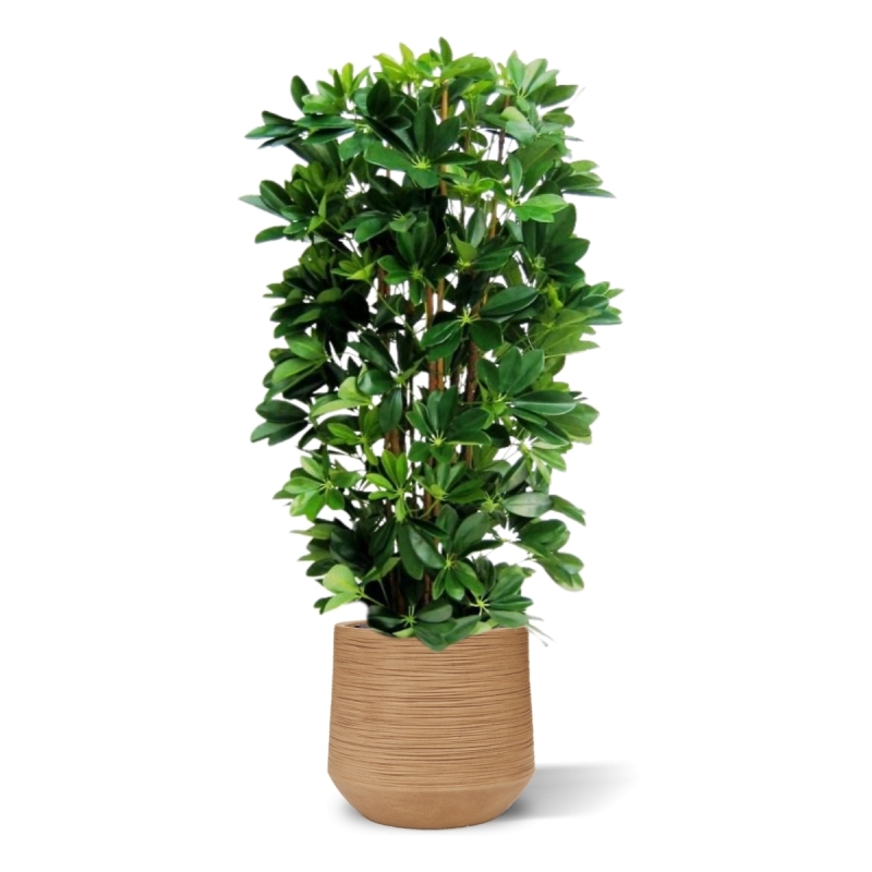 Pianta artificiale a colonna Schefflera 120cm