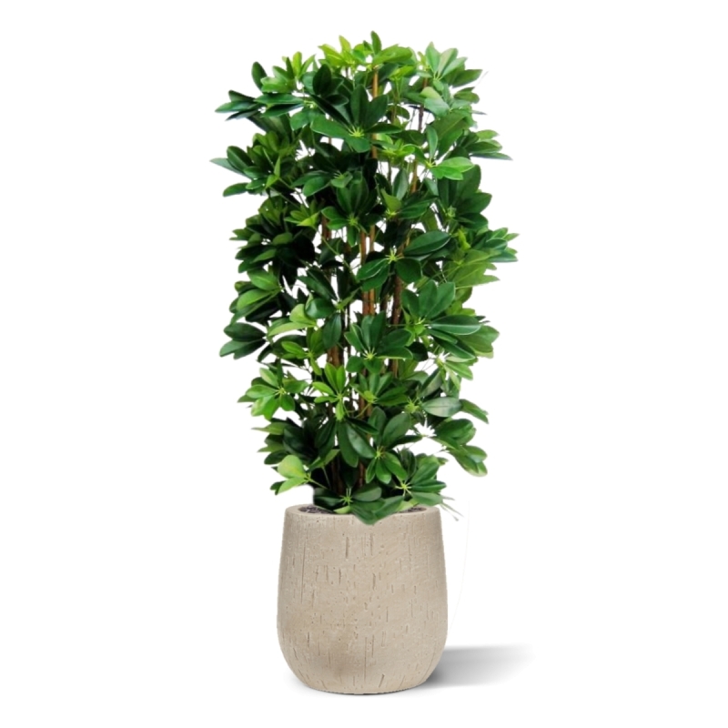Pianta artificiale a colonna Schefflera 120cm