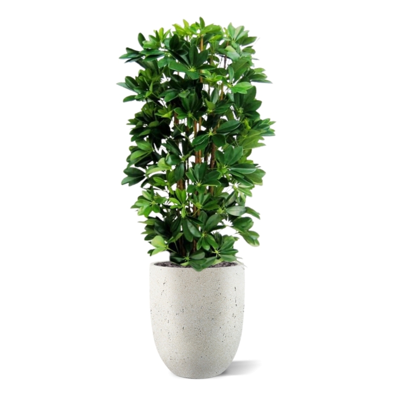 Pianta artificiale a colonna Schefflera 120cm