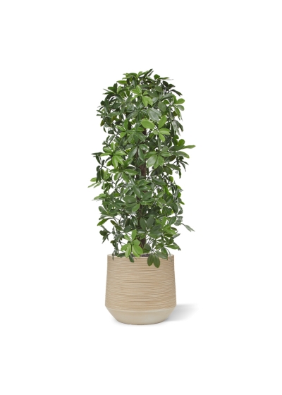 Albero artificiale a colonna Schefflera 120 cm - resistente ai raggi UV