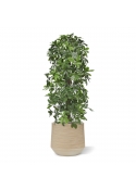 Albero artificiale a colonna Schefflera 120 cm - resistente ai raggi UV