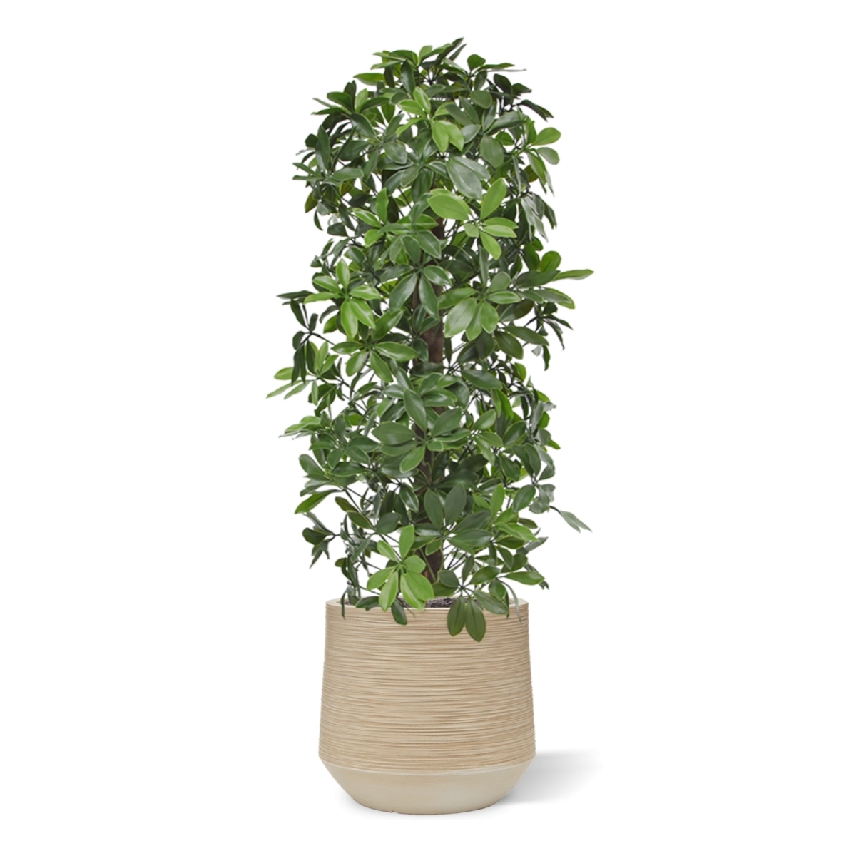 Albero artificiale a colonna Schefflera 120 cm - resistente ai raggi UV