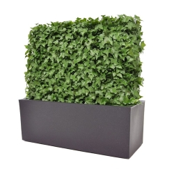 Siepe artificiale Hedera 80x25x56cm - resistente ai raggi UV