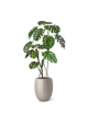 Albero artificiale Monstera 150 cm RT