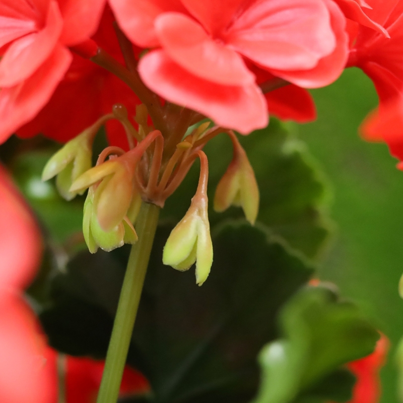 Geranio artificiale a colonna 120cm UV rosso