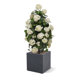 Piramide artificiale di Geranio 110cm pianta UV Crema
