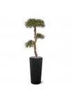 Podocarpus Bonsai artificiale 105 cm - resistente ai raggi UV