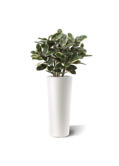 Pianta artificiale di Elastica Robusta 100 cm