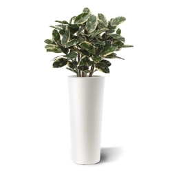 Pianta artificiale di Elastica Robusta 100 cm