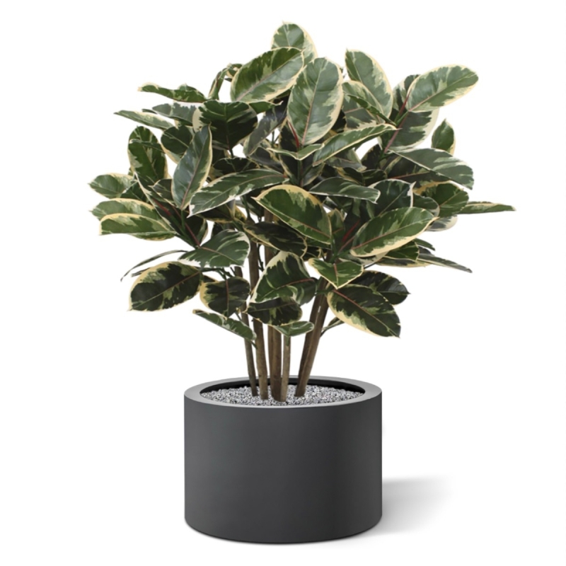 Pianta artificiale di Elastica Robusta 100 cm