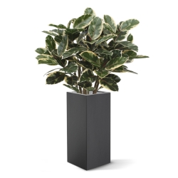 Pianta artificiale di Elastica Robusta 100 cm