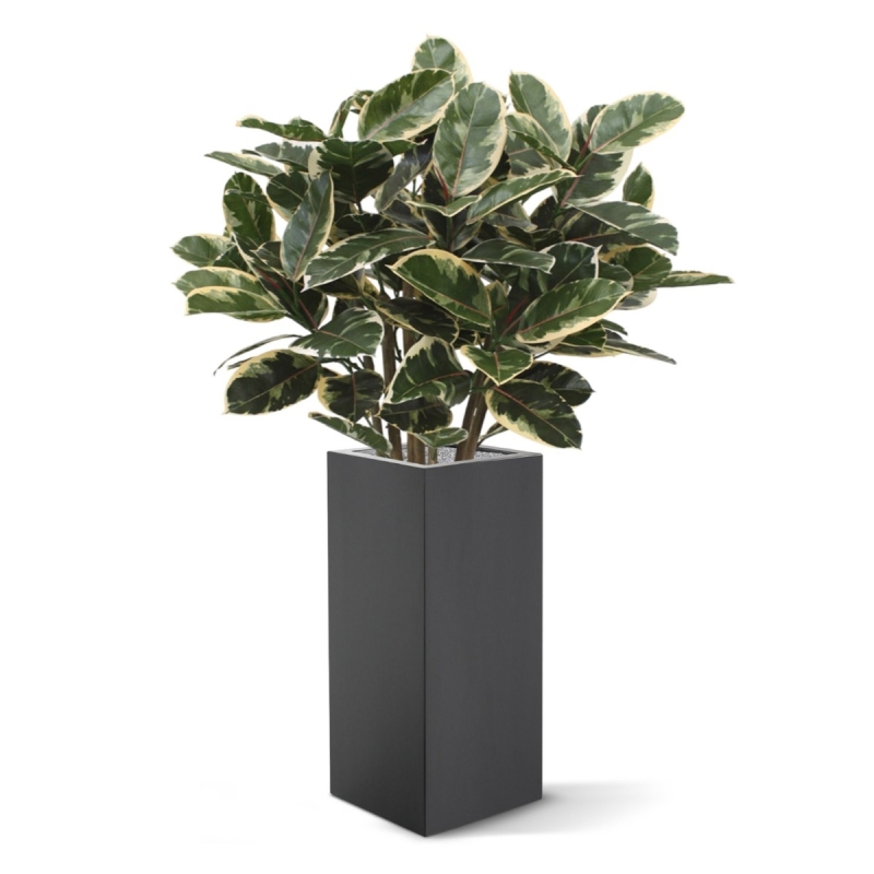 Pianta artificiale di Elastica Robusta 100 cm
