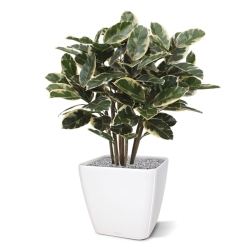 Pianta artificiale di Elastica Robusta 100 cm