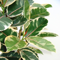 Pianta artificiale di Elastica Robusta 100 cm