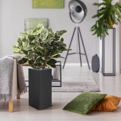Pianta artificiale di Elastica Robusta 100 cm