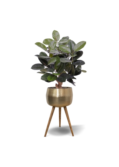 Pianta artificiale Elastica Robusta 95cm verde