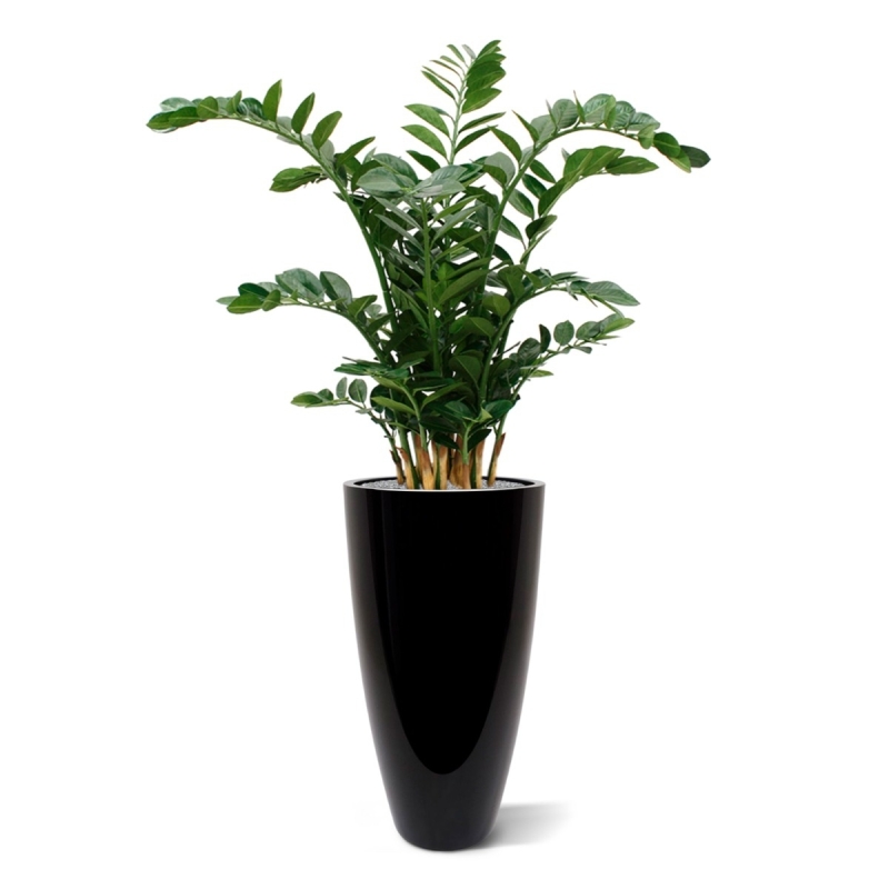 Zamioculcas XL pianta artificiale 120cm
