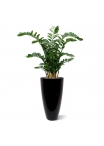 Zamioculcas XL pianta artificiale 120cm