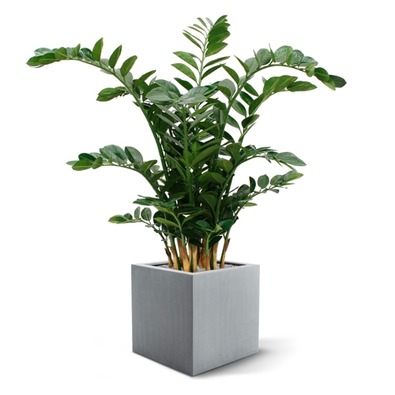 Zamioculcas XL pianta artificiale 120cm