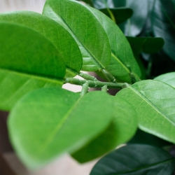 Zamioculcas XL pianta artificiale 120cm