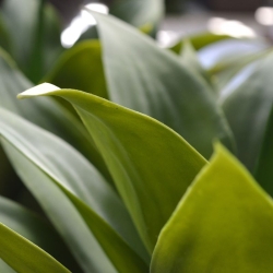 Agave artificiale 70 cm - resistente ai raggi UV