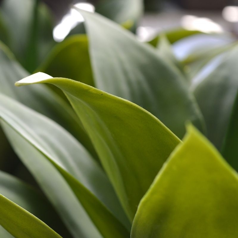 Agave artificiale 70 cm - resistente ai raggi UV