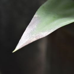 Agave artificiale 70 cm - resistente ai raggi UV