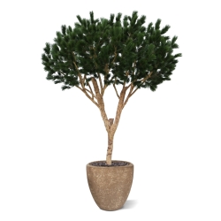 Albero artificiale Pinus Umbrella XL Deluxe 260cm