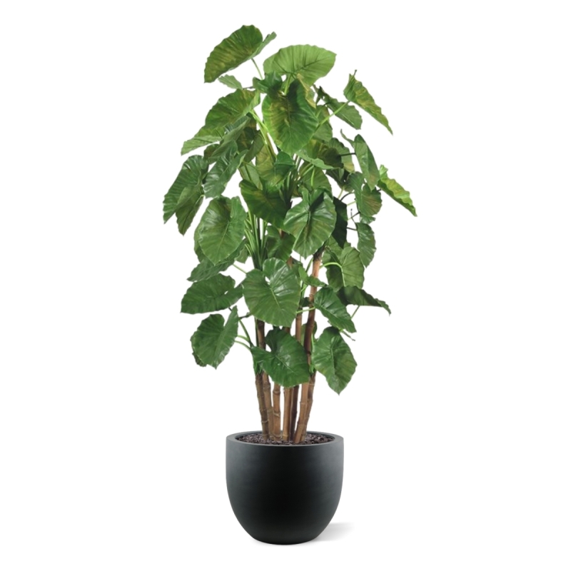 Alocasia Calidora Albero artificiale gigante deluxe 210 cm