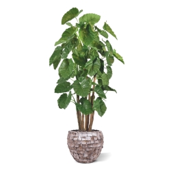 Alocasia Calidora Albero artificiale gigante deluxe 210 cm