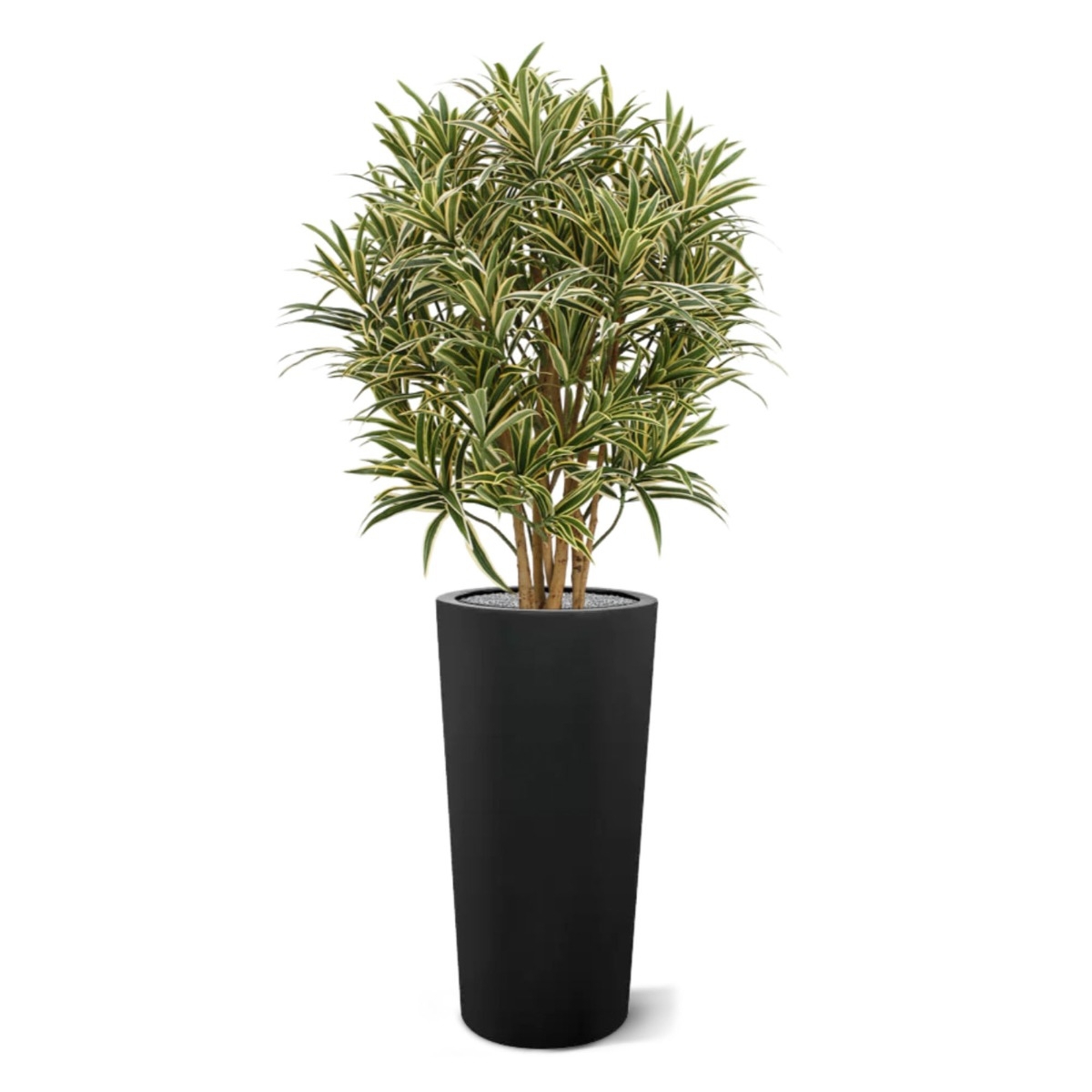 Draceana Reflexa 100 cm