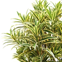 Draceana Reflexa 100 cm