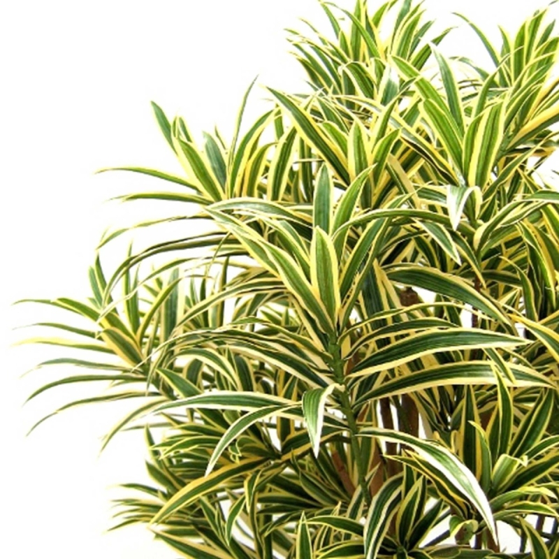 Draceana Reflexa 100 cm