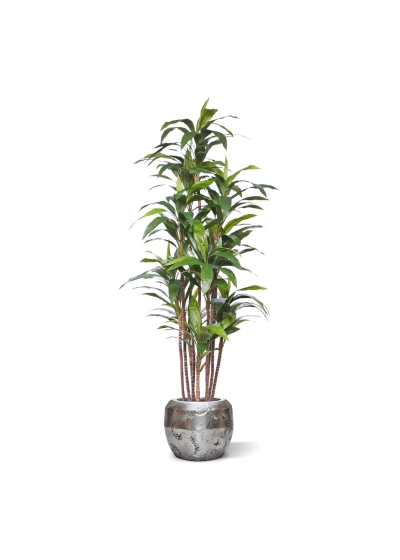 Pianta artificiale Draceana Fragrans Deluxe 210cm