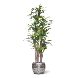 Pianta artificiale Draceana Fragrans Deluxe 210cm