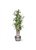 Pianta artificiale Draceana Fragrans Deluxe 210cm