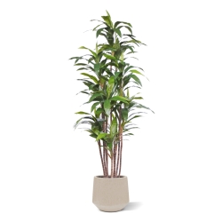 Pianta artificiale Draceana Fragrans Deluxe 210cm