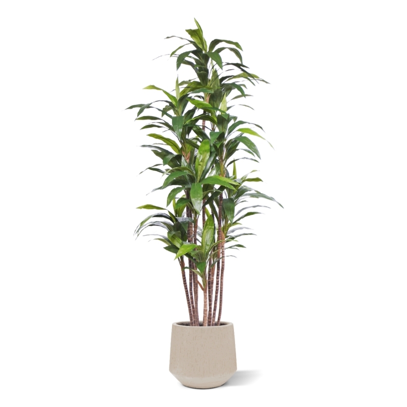 Pianta artificiale Draceana Fragrans Deluxe 210cm
