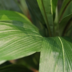 Pianta artificiale Draceana Fragrans Deluxe 210cm