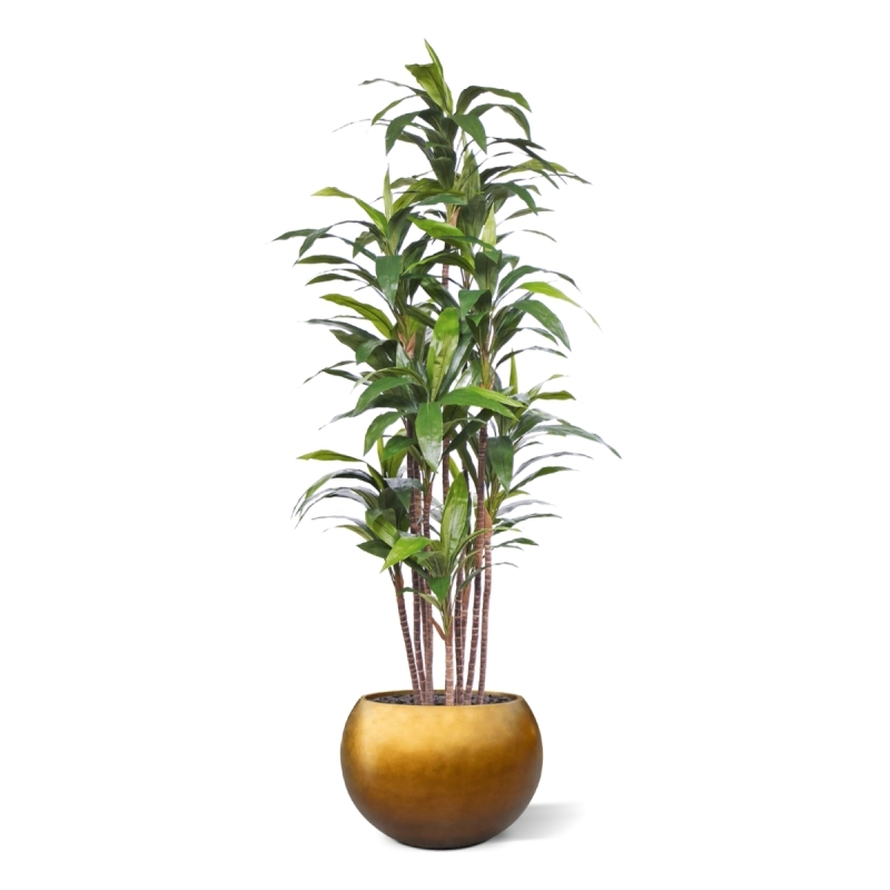 Pianta artificiale Draceana Fragrans Deluxe 210cm