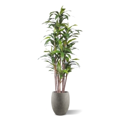 Pianta artificiale Draceana Fragrans Deluxe 210cm