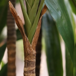 Pianta artificiale Draceana Fragrans Deluxe 210cm