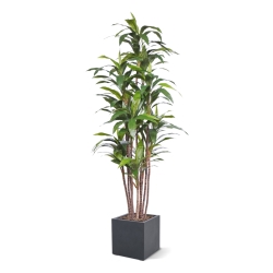Pianta artificiale Draceana Fragrans Deluxe 210cm