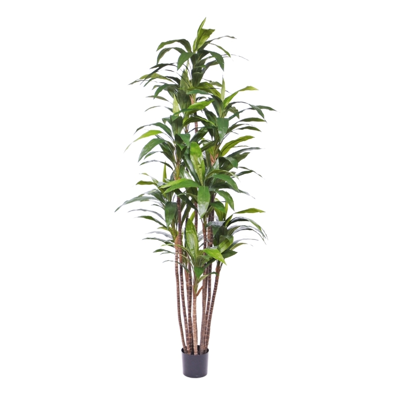 Pianta artificiale Draceana Fragrans Deluxe 210cm
