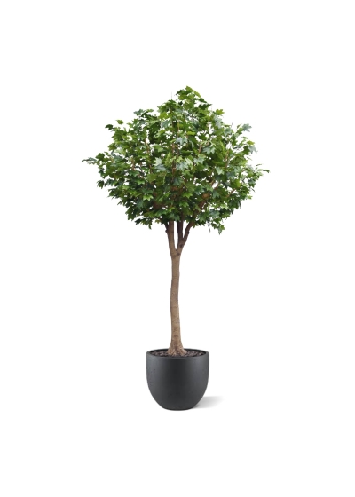 Albero artificiale di acero Deluxe XXL 375 cm su tronco