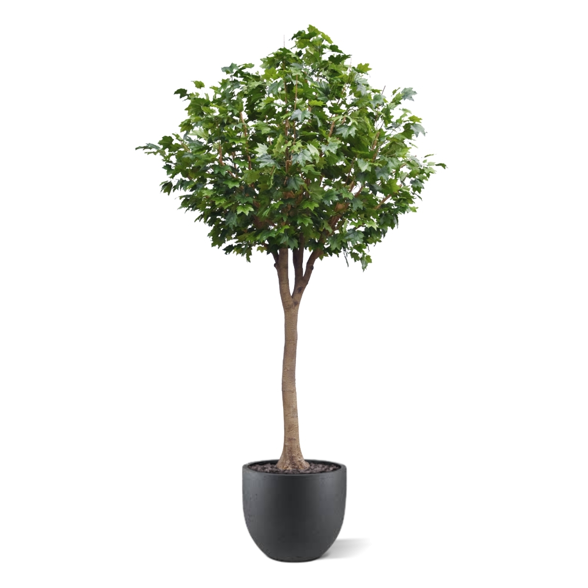 Albero artificiale di acero Deluxe XXL 375 cm su tronco