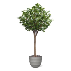 Albero artificiale di acero Deluxe XXL 375 cm su tronco