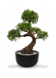 Albero artificiale Ming Aralia Bonsai su base 90cm - verde - resistente ai raggi UV